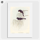 Shining Flycatcher
 - オーストラリアの鳥 Poster.