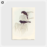 アートポストカード-Shining Flycatcher
 - オーストラリアの鳥 Postcard.