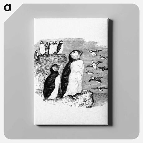 アートパネル-Victorian Penguins Engraving
 - 大英図書館 Canvas.
