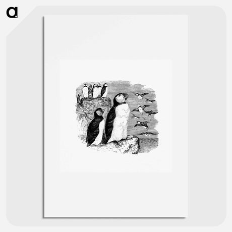 アートポスター-Victorian Penguins Engraving
 - 大英図書館 Poster.