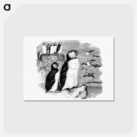 アートポストカード-Victorian Penguins Engraving
 - 大英図書館 Postcard.