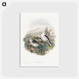 アートポストカード-Plestrophanes Nivalis
 - クリーブランド美術館 Postcard.
