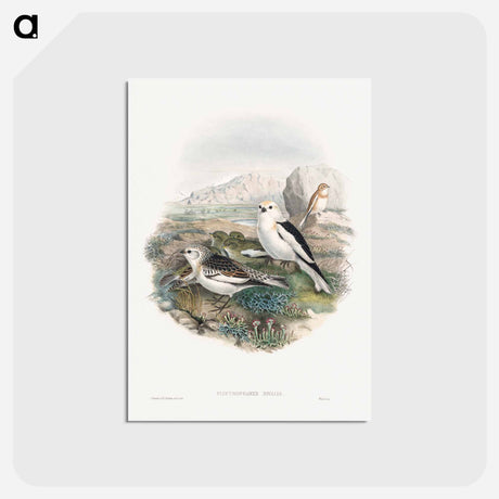 アートポストカード-Plestrophanes Nivalis
 - クリーブランド美術館 Postcard.