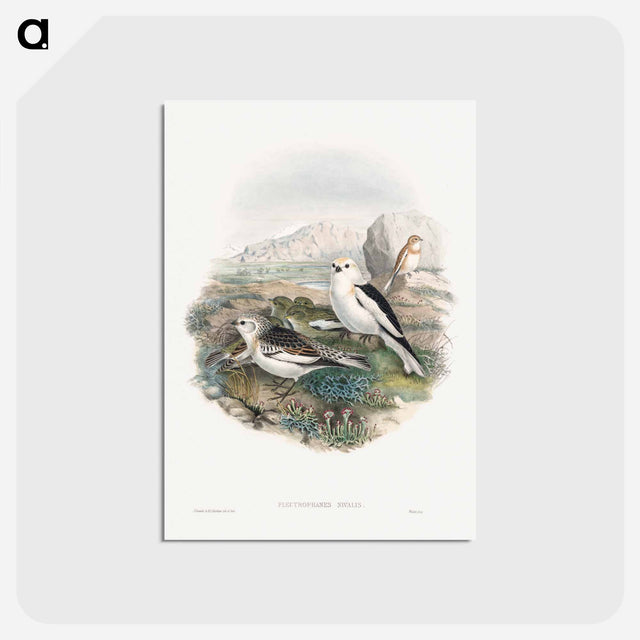 アートポストカード-Plestrophanes Nivalis
 - クリーブランド美術館 Postcard.