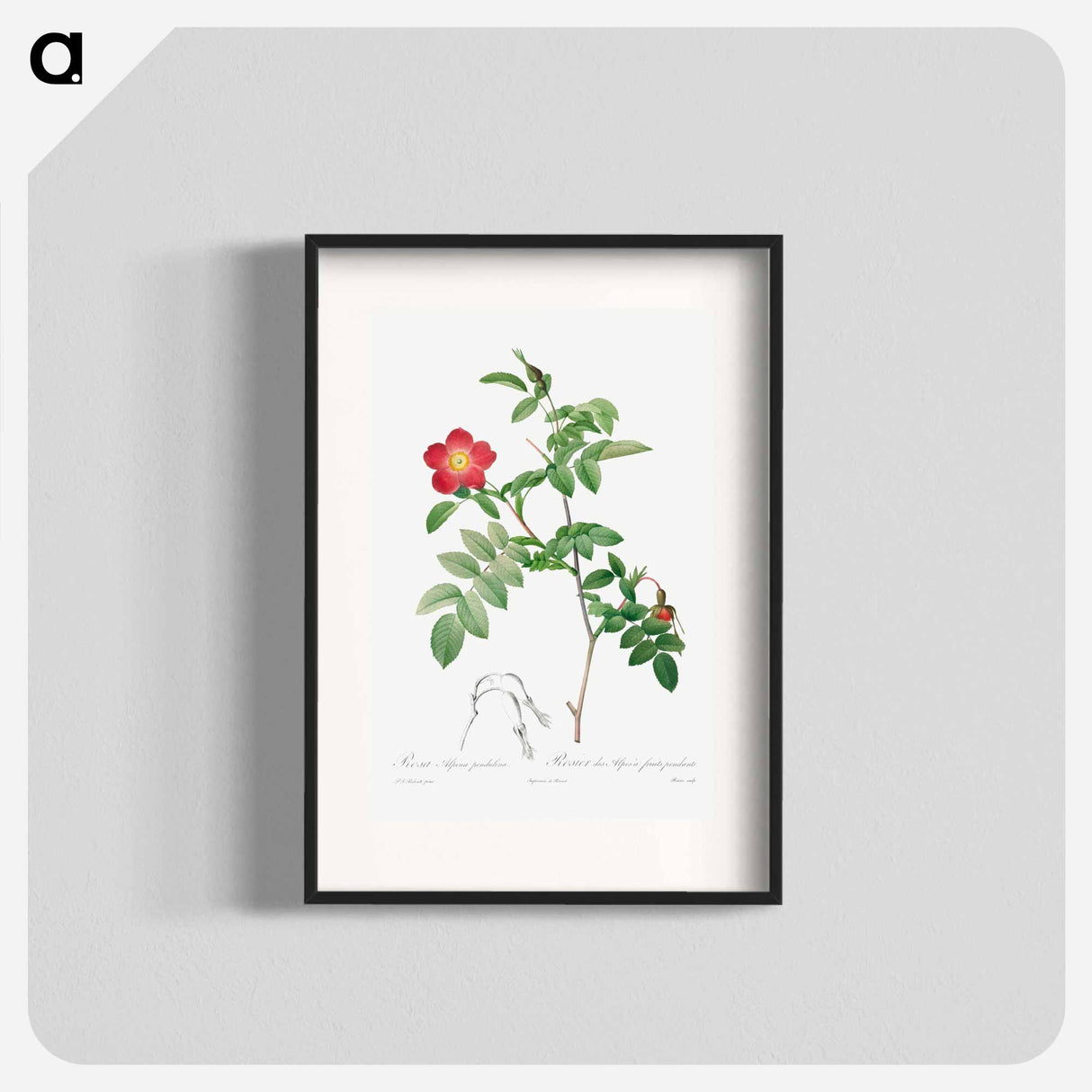 Rosa Alpina Pendulina - Pierre Joseph Redouté Poster.