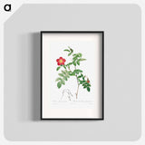 Rosa Alpina Pendulina - Pierre Joseph Redouté Poster.