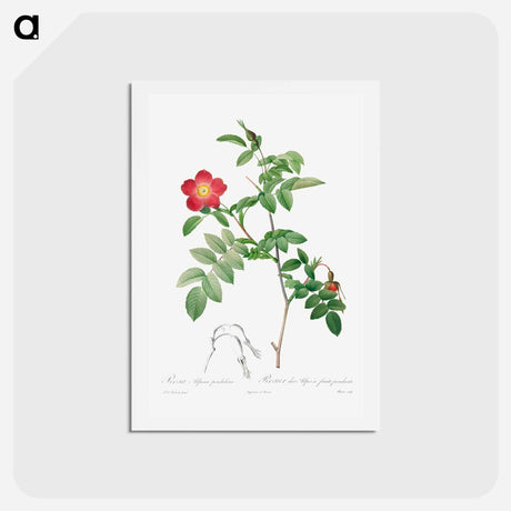 アートポストカード-Rosa Alpina Pendulina - ピエール ジョゼフ ルドゥーテ Postcard.