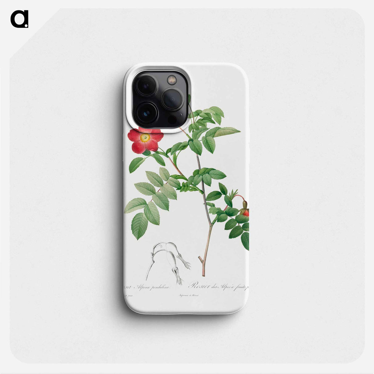 Rosa Alpina Pendulina - ピエール ジョゼフ ルドゥーテ Phone Case.