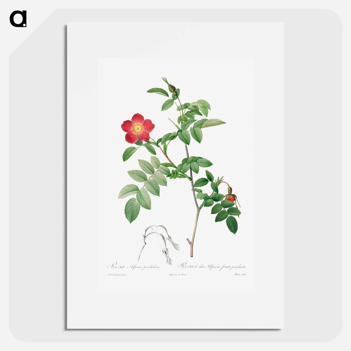 Rosa Alpina Pendulina - Pierre Joseph Redouté Poster.