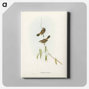 オーストラリア