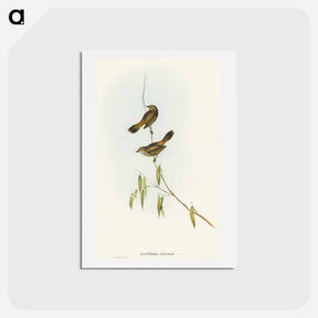 アートポストカード-Western Acanthiza
 - オーストラリアの鳥 Postcard.