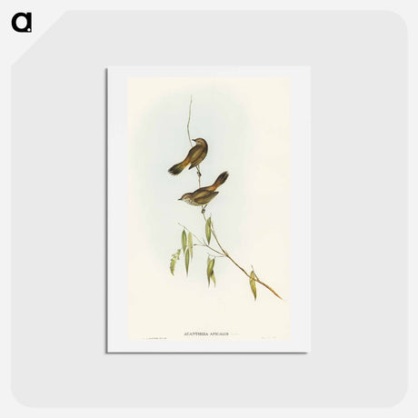 アートポストカード-Western Acanthiza
 - オーストラリアの鳥 Postcard.