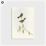 アートポストカード-Western Acanthiza
 - オーストラリアの鳥 Postcard.