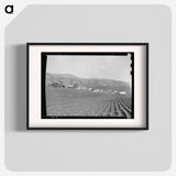 Ranch camp for pea pickers - Dorothea Lange Poster.