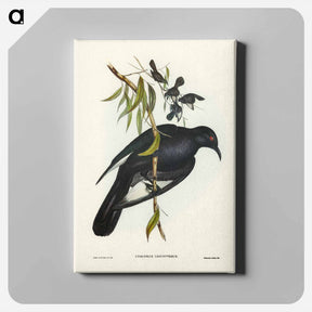 アートパネル-White-winged Chough
 - ジョン グールド Canvas.