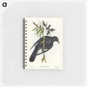 アートメモ帳-White-winged Chough
 - ジョン グールド Memo.