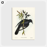 アートポストカード-White-winged Chough
 - ジョン グールド Postcard.