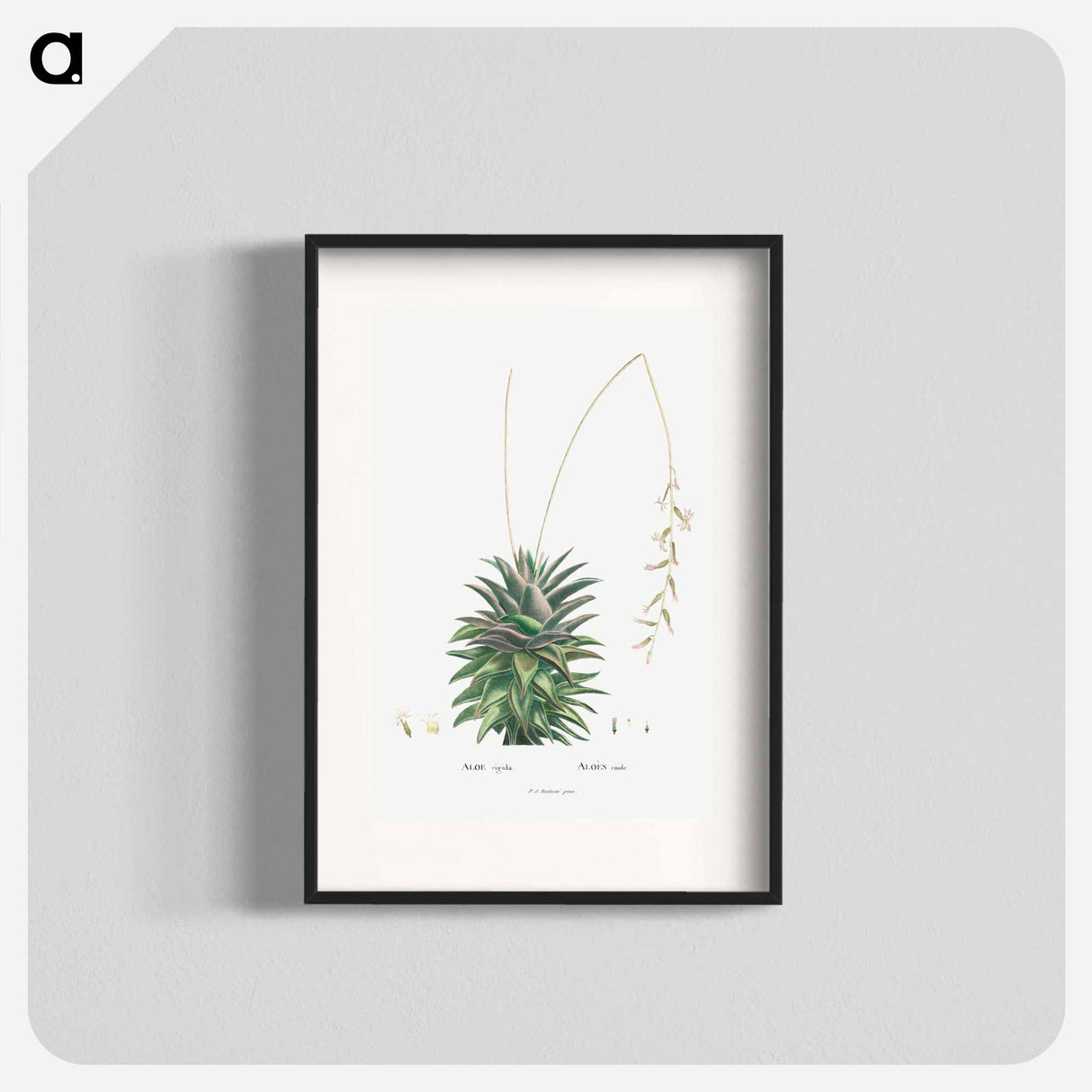 Aloe Rigida - Pierre Joseph Redouté Poster.