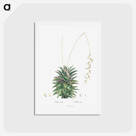 アートポストカード-Aloe Rigida - ピエール ジョゼフ ルドゥーテ Postcard.