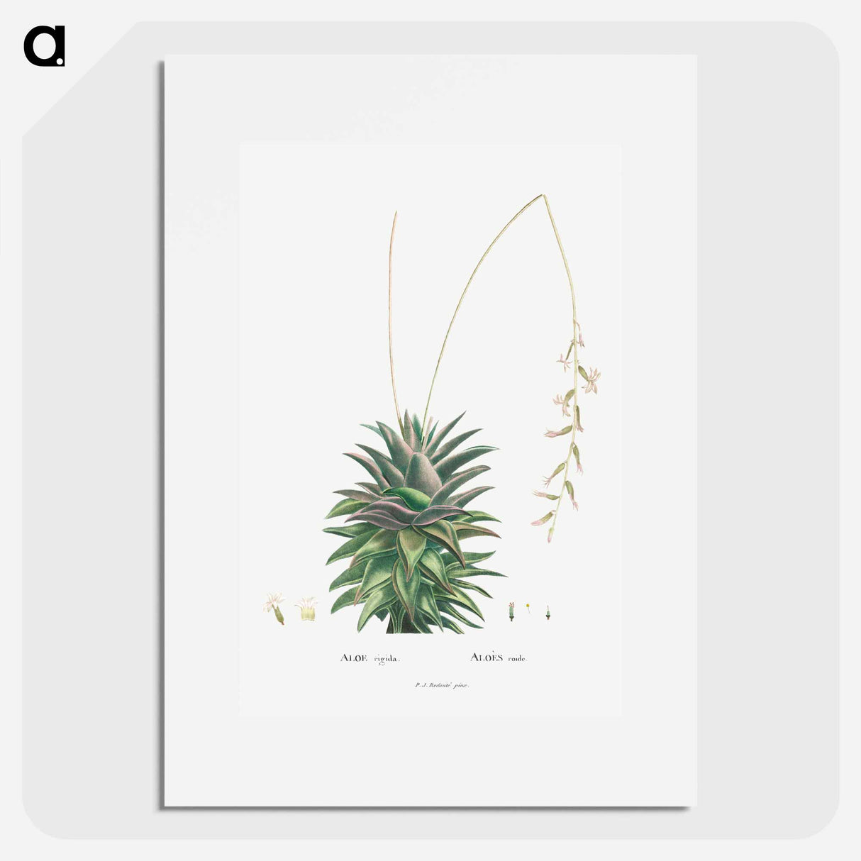 Aloe Rigida - Pierre Joseph Redouté Poster.