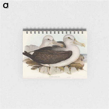 アートメモ帳-Cautious Albatros
 - オーストラリアの鳥 Memo.