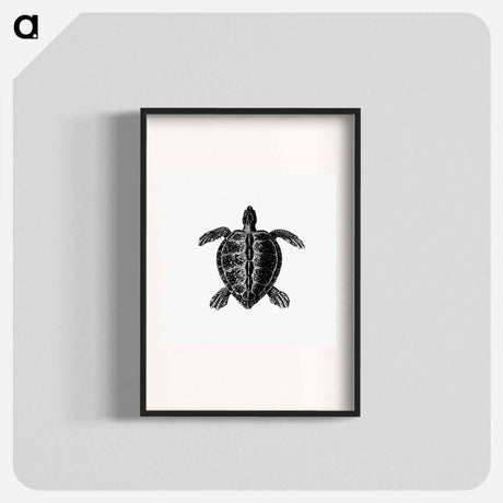 アートポスター-Victorian Turtle Engraving
 - 大英図書館 Poster.