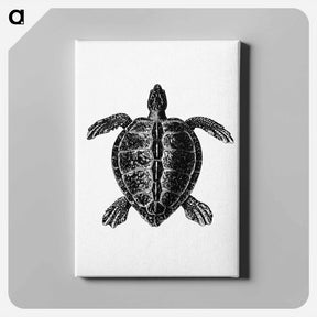 アートパネル-Victorian Turtle Engraving
 - 大英図書館 Canvas.