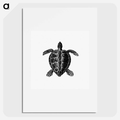 アートポスター-Victorian Turtle Engraving
 - 大英図書館 Poster.