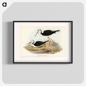 アートポスター-White-headed Stilt
 - ジョン グールド Poster.