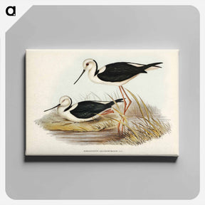 アートパネル-White-headed Stilt
 - ジョン グールド Canvas.