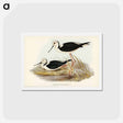 アートポストカード-White-headed Stilt
 - ジョン グールド Postcard.