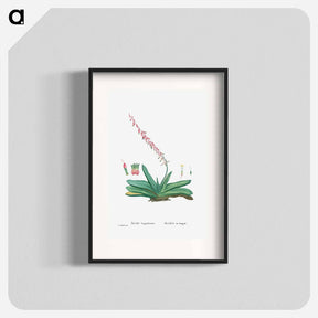アートポスター-Aloe Linguiformis (Cow's Tongue) - ピエール ジョゼフ ルドゥーテ Poster.