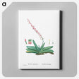 アートパネル-Aloe Linguiformis (Cow's Tongue) - ピエール ジョゼフ ルドゥーテ Canvas.
