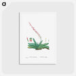 アートポストカード-Aloe Linguiformis (Cow's Tongue) - ピエール ジョゼフ ルドゥーテ Postcard.