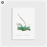 アートポストカード-Aloe Linguiformis (Cow's Tongue) - ピエール ジョゼフ ルドゥーテ Postcard.