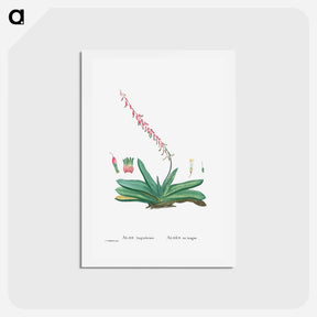 アートポストカード-Aloe Linguiformis (Cow's Tongue) - ピエール ジョゼフ ルドゥーテ Postcard.