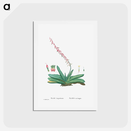 アートポストカード-Aloe Linguiformis (Cow's Tongue) - ピエール ジョゼフ ルドゥーテ Postcard.