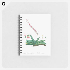 アートメモ帳-Aloe Linguiformis (Cow's Tongue) - ピエール ジョゼフ ルドゥーテ Memo.