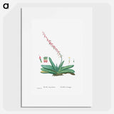 Aloe Linguiformis (Cow's Tongue) - ピエール ジョゼフ ルドゥーテ Poster.