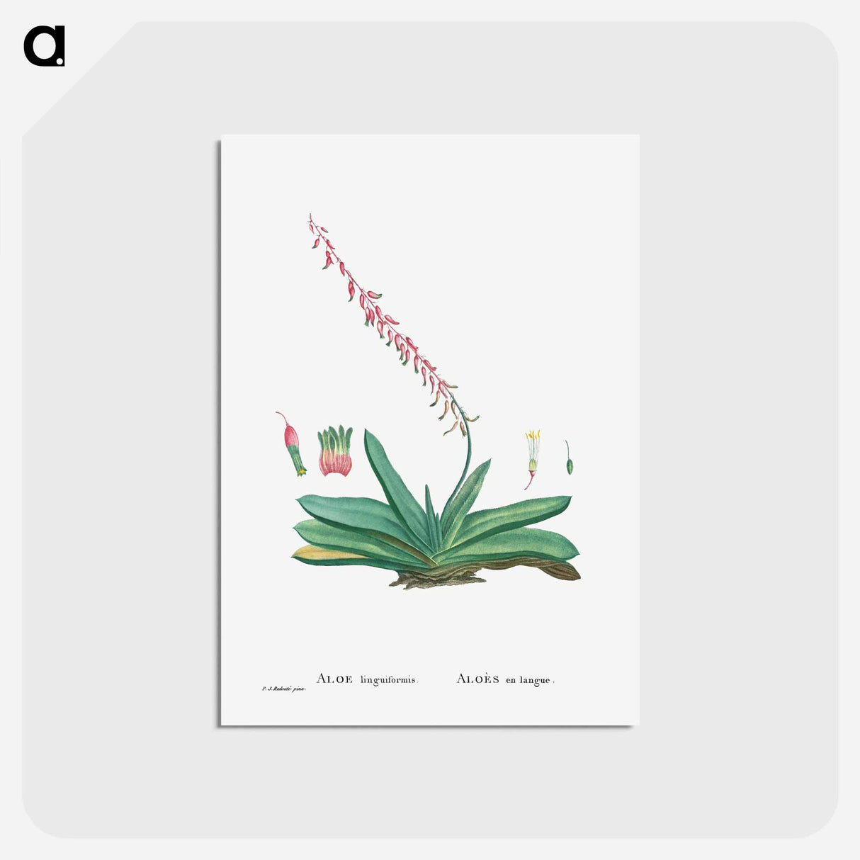 アートポストカード-Aloe Linguiformis (Cow's Tongue) - ピエール ジョゼフ ルドゥーテ Postcard.