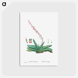 アートポストカード-Aloe Linguiformis (Cow's Tongue) - ピエール ジョゼフ ルドゥーテ Postcard.