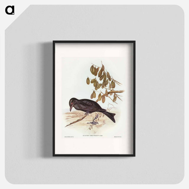 アートポスター-Spangled Drongo
 - オーストラリアの鳥 Poster.