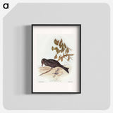 Spangled Drongo
 - オーストラリアの鳥 Poster.