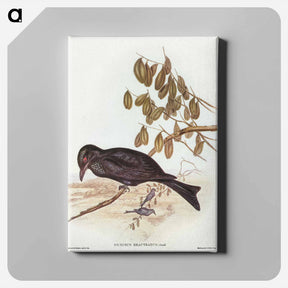アートパネル-Spangled Drongo
 - オーストラリアの鳥 Canvas.