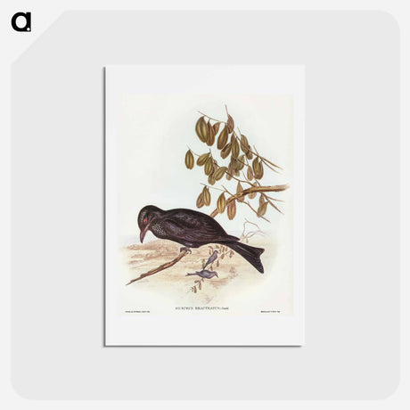 アートポストカード-Spangled Drongo
 - オーストラリアの鳥 Postcard.