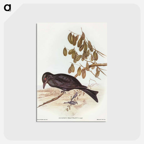 アートポストカード-Spangled Drongo
 - オーストラリアの鳥 Postcard.