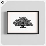 アートポスター-Victorian Tree Engraving
 - 大英図書館 Poster.