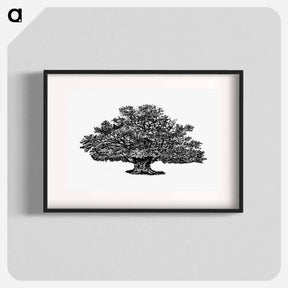 アートポスター-Victorian Tree Engraving
 - 大英図書館 Poster.