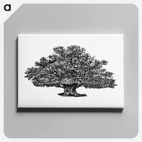 アートパネル-Victorian Tree Engraving
 - 大英図書館 Canvas.