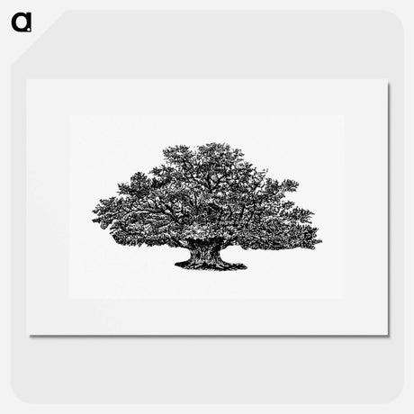 アートポスター-Victorian Tree Engraving
 - 大英図書館 Poster.